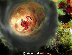 Two-Claw Shrimp inside a sponge with backlighting, Bonair... by William Goodwin 